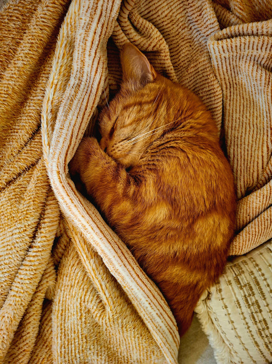 The Purrfect Companion: Why Cats Like Simba Are Essential in Our Lives - Chez Guru