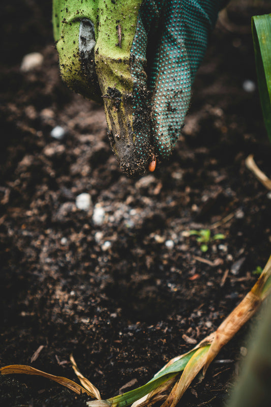 🌿 Winter Gardening in Australia: Start Preparing Now for a Thriving Cold-Season Garden